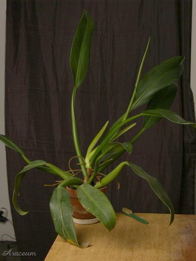 Philodendron martianum © Bartosz T. Zalewski